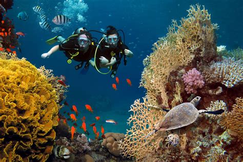 Dive maui. Things To Know About Dive maui. 